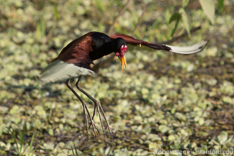 jacana